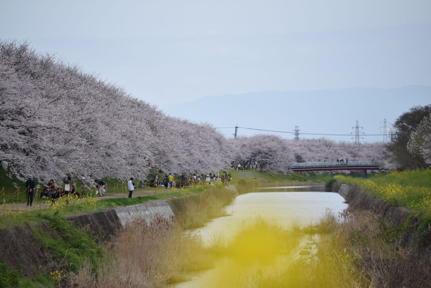 流川の桜並木 ロケ地詳細 うきはフィルムコミッション